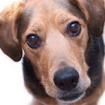 Rescate de Animales en emergencias: No dejar atrás a un miembro de la familia