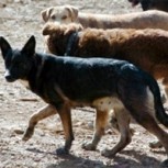 Perros asilvestrados: El grave error de etiquetarlos como dañinos