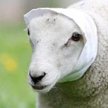 Cruel ataque a una oveja: Le cortan las orejas con tijeras