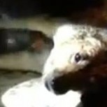 Bombero chileno salva a perro y lo reanima con respiración boca-hocico
