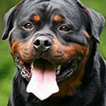 Policía mata a balazos a un Rottweiler y desata intenso debate en EE.UU.