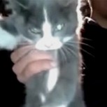 Video de maltrato animal a un gato incendia las redes sociales