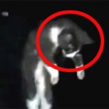 Torturadores de gatos solicitan resguardo policial por amenazas en Facebook