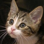 Impacto: Jóvenes maltratan a un gato en una lavadora