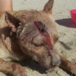 Venganza irracional: Hombre apuñaló y torturó al perro de su ex novia