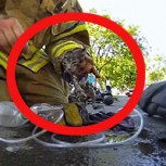 Emotivo video: Bombero rescata y revive a un gato tras un incendio