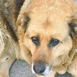 Grupos de protección animal denuncian matanza de perros en caniles municipales