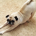 Doga: El Yoga para relajar a nuestras mascotas