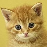 Brutal rescate de un gato por parte de bomberos rusos