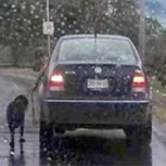 Indignación por hombre mata a su perro al pasearlo desde auto en marcha