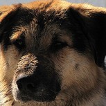 Cruel maltrato animal: Cachorro es mutilado en Angol