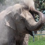 ¿Se acuerdan de Ramba?: Inician campaña de ayuda para elefanta maltratada en Chile