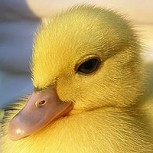 Banquero salva a familia de patos de una muerte segura: Todo un héroe