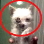 Impactante: Meten a un perro en una botella y le sacan foto para Facebook