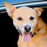 Perro colgando desde un Mercedes en Santiago desata ira de las redes sociales
