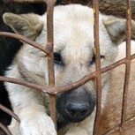 Matanza de perros en Taltal desata indignación en las redes sociales