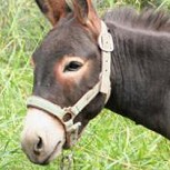 Maltrato animal en Quilpué causa indignación en vecinos y las redes sociales