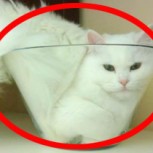 La repudiada moda de meter a las mascotas en recipientes minúsculos