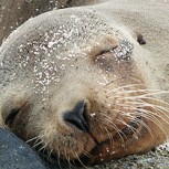 Video: Brutal maltrato a lobo marino en la octava Región desata furia en internet