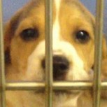 Impactante video muestra a angustiados cachorros antes de ser diseccionados