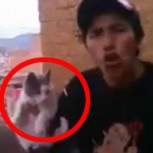 Video “Gato volador”: Increíble caso de maltrato animal enfurece a las redes sociales