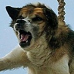El “giro del perro”: Brutal rito búlgaro genera rechazo y causa consternación en el mundo