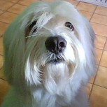Video: Perro que pide abrazo antes de ser sacrificado emociona a las redes sociales