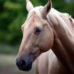 Video de la Doma India: El sorprendente arte de amansar al caballo sin castigo alguno