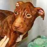 La más increíble y emotiva recuperación de un perro abandonado y casi dado por muerto