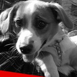 Terremoto en Chile: El conmovedor rescate de un perro que emociona a las redes sociales