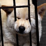 Banquete de perros: La polémica tradición de un pueblo en China