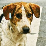 Polémica porque Facebook no cierra página de pelea de perros
