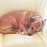 Perro Excalibur sacrificado por posible contagio de ébola: Repudio en las redes sociales