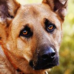 Perro “petrificado” por asfalto es salvado milagrosamente por rescatistas