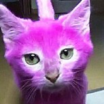 Gato muere intoxicado tras ser teñido de color rosado: Repudio a la dueña del animal