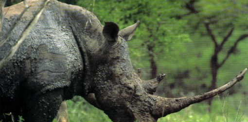 extinguido-el-rinoceronte-negro-del