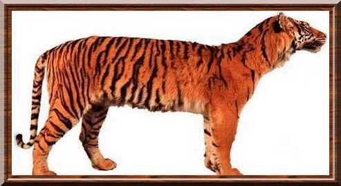 panthera-tigris-sondaica