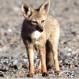 Animales en peligro de extinción en Chile: Especies que enfrentan el riesgo de desaparecer