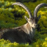 10 especies extintas por el hombre en el Siglo 20: Animales que las nuevas generaciones no van a conocer