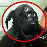 Repudio total con persona que hundió a tres cachorros en alquitrán: Buscan al responsable
