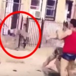 Aberrante práctica: Usan a los perros como boleadoras en brutales peleas callejeras