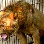El “zoológico de la muerte”: Fotos e historia de este deplorable recinto y sus víctimas