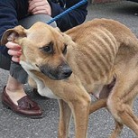 Condenan a un hombre por querer “matar de hambre” a su perra y sus cachorros