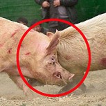 Peleas de animales en China: Impactantes imágenes de luchas que terminan con la muerte