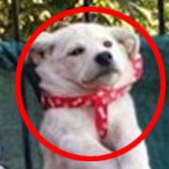 Fotos de un perro colgando de una reja desatan furia en las redes sociales