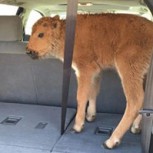 Bebé bisonte es sacrificado por culpa de turistas: Fuerte repudio en redes sociales