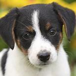Bañan a perros en alquitrán y los dejan pegados al suelo: Brutal maltrato en Rumania