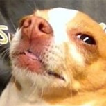 Perro comió galleta de marihuana y terminó en la clínica: Furia en las redes sociales