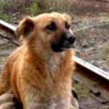 Maltrato animal contra un perro en Chiloé genera fuerte repudio en las redes sociales