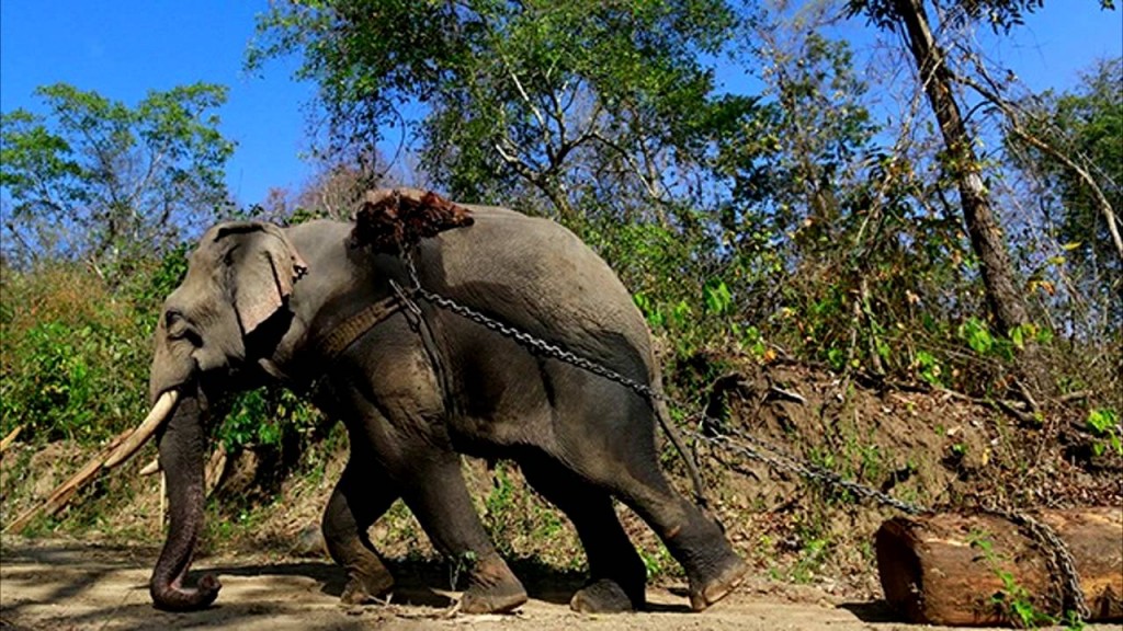 elefantes-tailandia-maltrato1